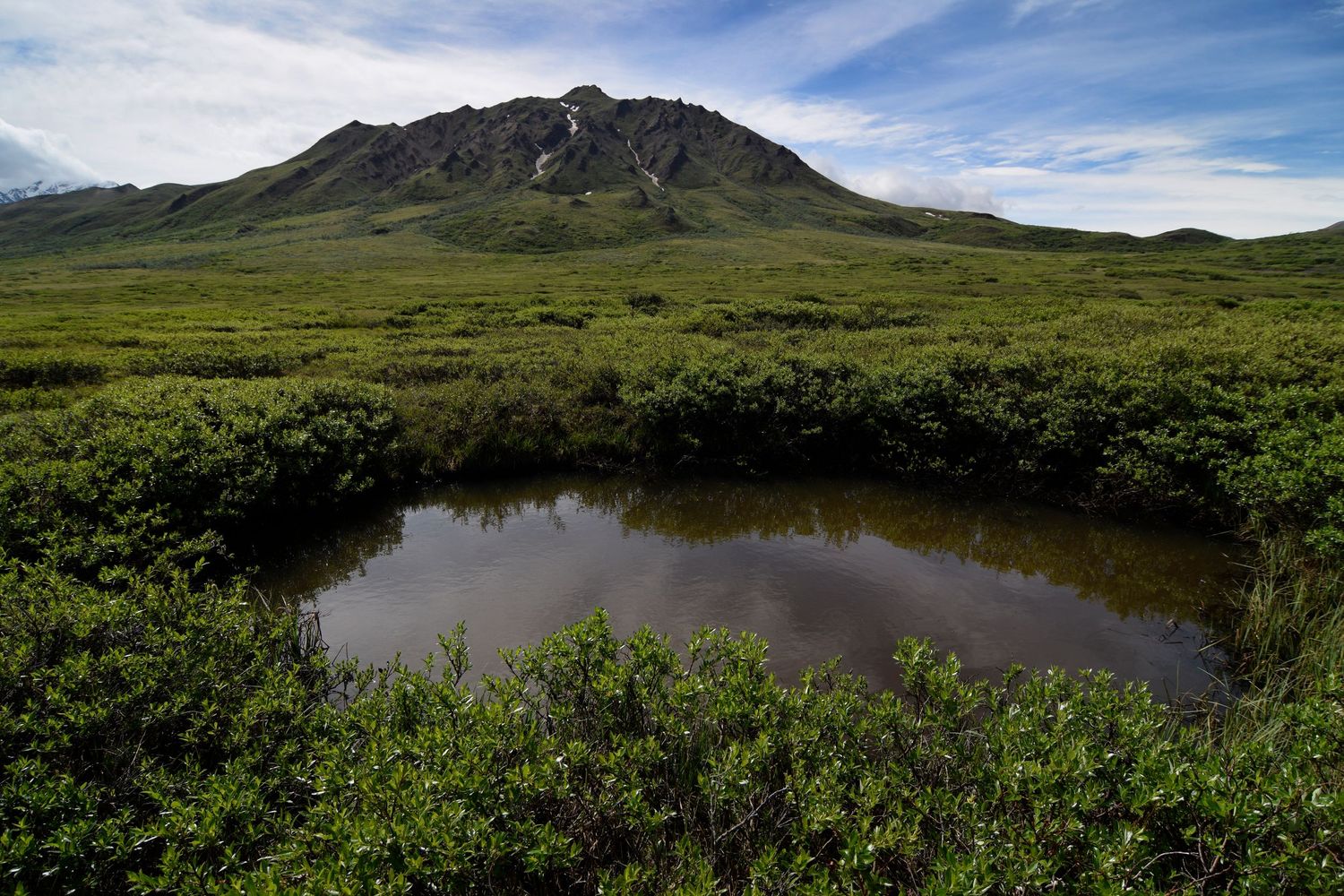 A boggy tundra landscape with a pool in an opening of the thick mossy peaty ground, with a small mountain ridge in back.