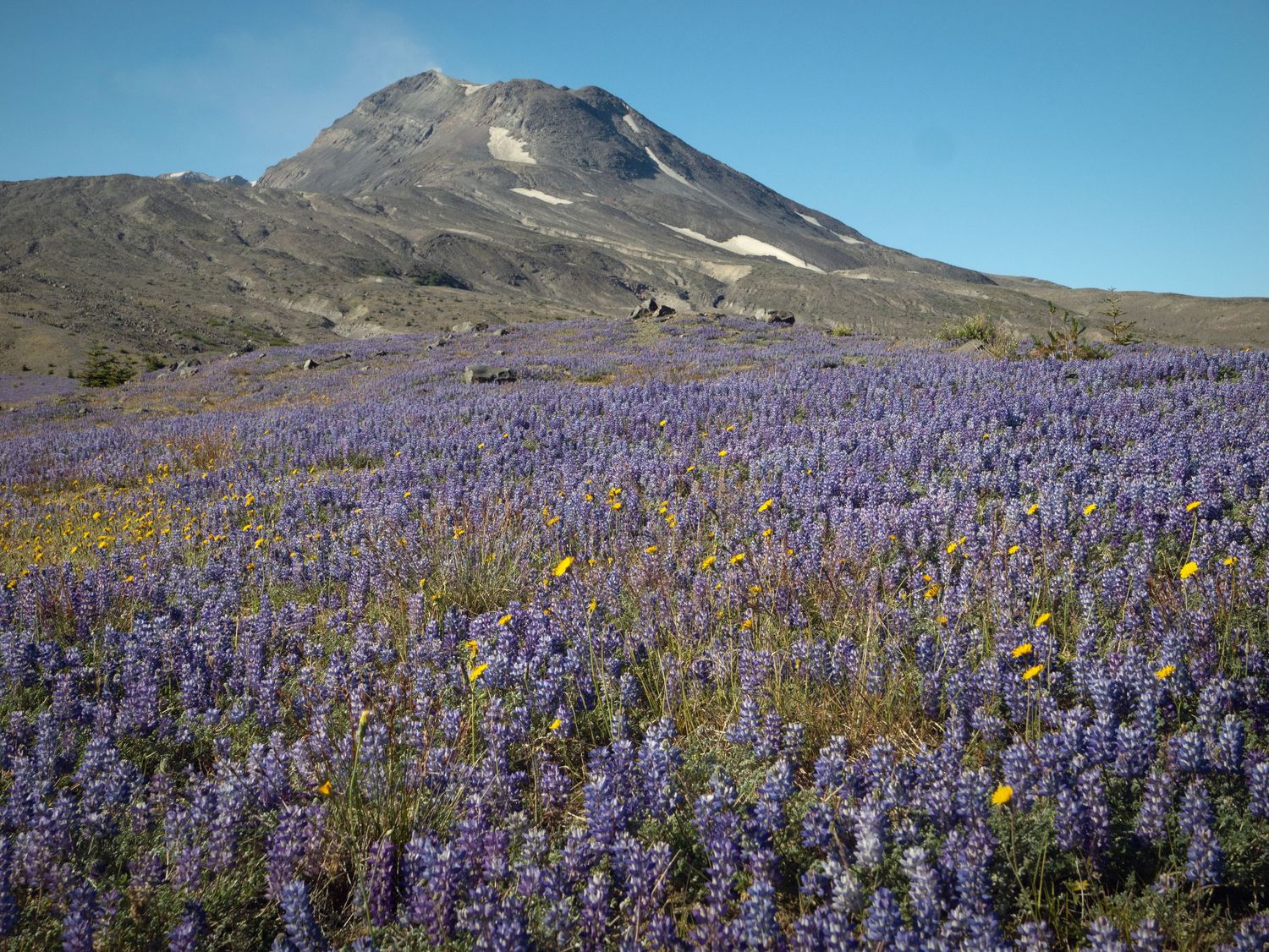 A wide open field of lupine wildflowers beneath Mount St. Helens / Loowit in the background on a bright sunny day.