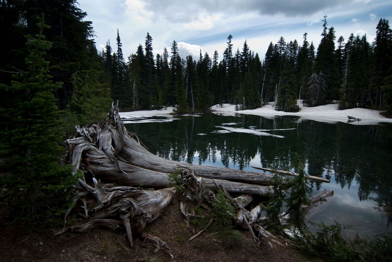 A partly cloudy day near a nice sub-alpine lake with a big fallen dead tree stretching into it in Mount Rainier National Park.
