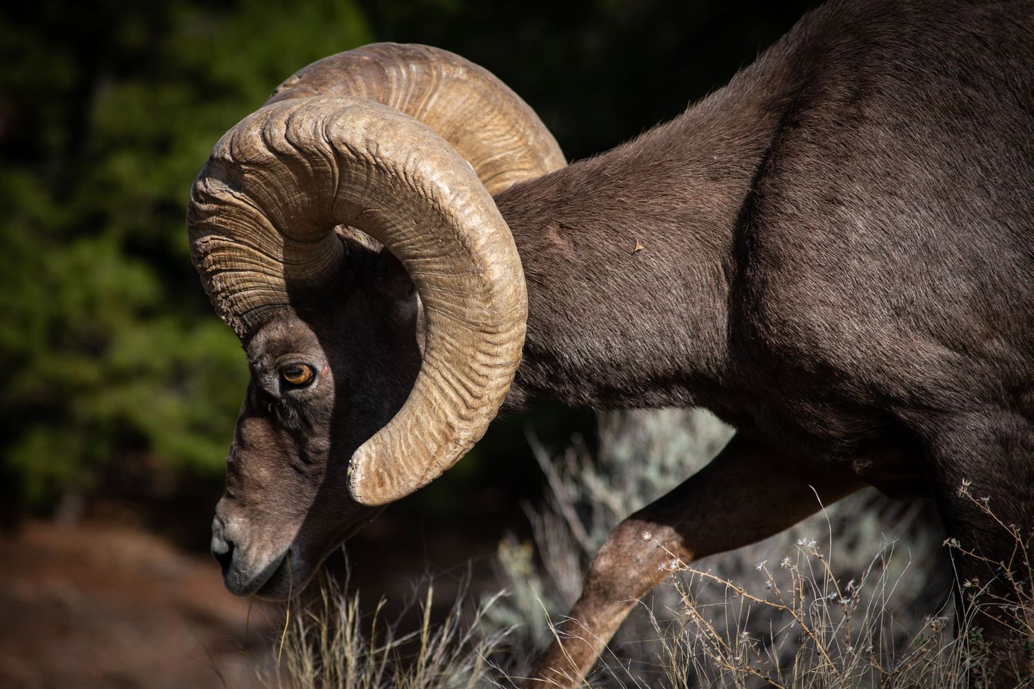 Close up of a Bighorn Sheep with curved bone colored horns, leaning down to browse on foliage. Taken in Colorado National Monument.