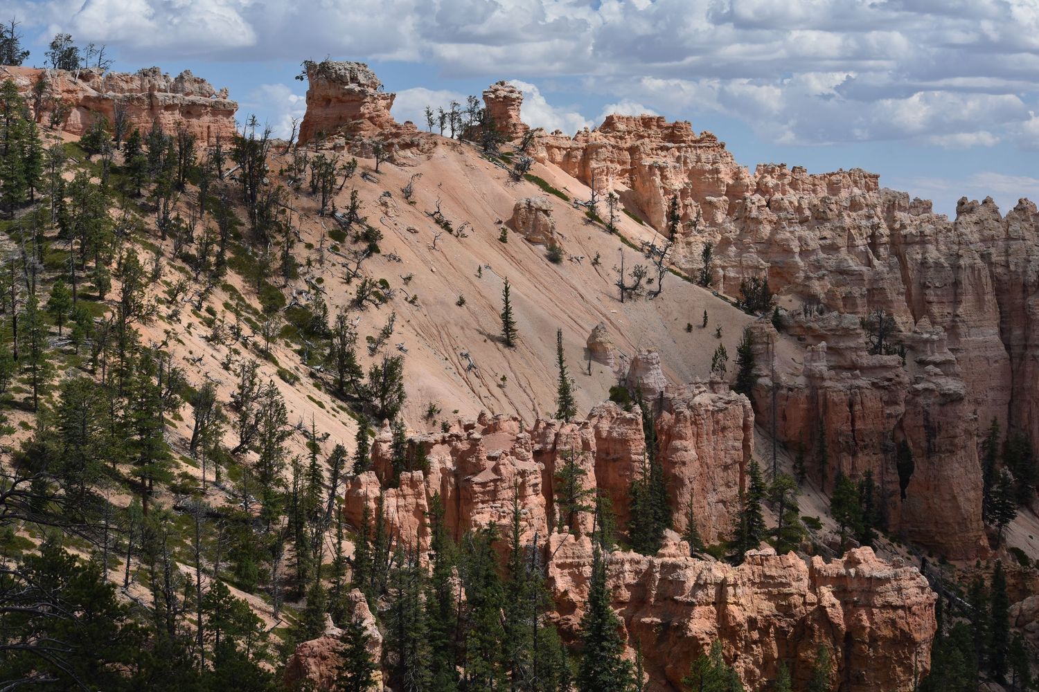 A hill in Bryce Canyon that has a large eroded slope and many sandstone hoodoo rock formations on one side, and conifer trees on the other.