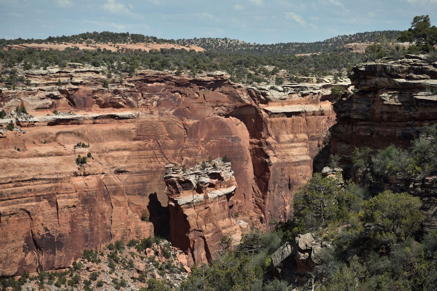 A deep sandstone canyon cuts into Colorado National Monument, with green scrub and trees topping a plateau in the distance.