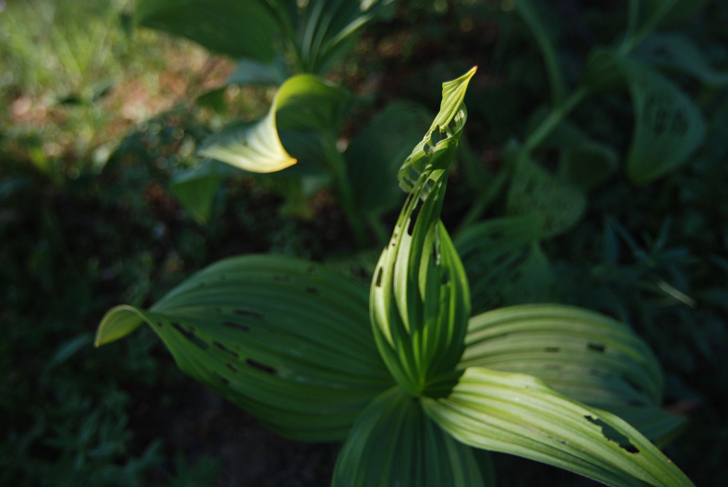 A close up of a false hellebore plant that is beginning to fray at the end of a summer season in Mount Rainier National Park.