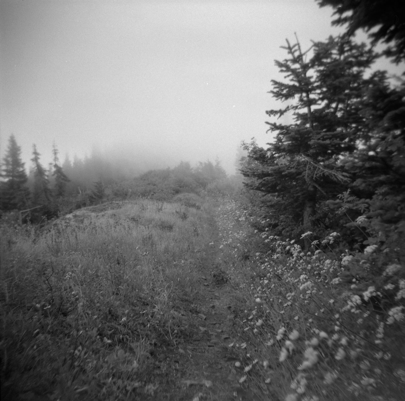 A black and white film Holga photograph of foggy ridge with wildflowers on the Pacific Crest Trail in Washington.