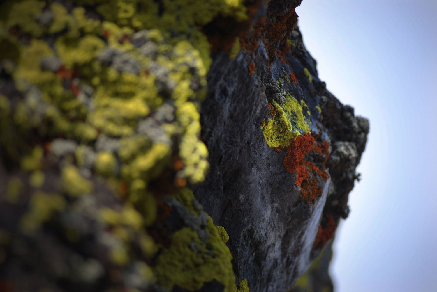 A close-up photo of an igneous outcrop of rock with lichens of bright green and deep orange growing on its surface.