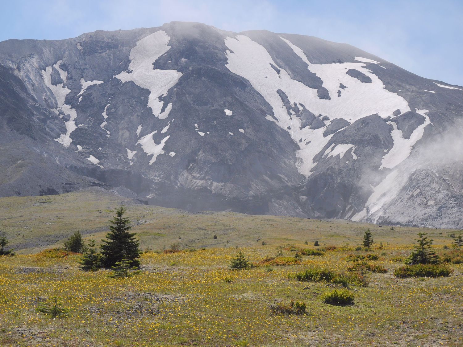A zoomed in view of meadows filled with yellow flowers below a snowy slope of Mount St. Helens / Loowit on a sunny clear day.