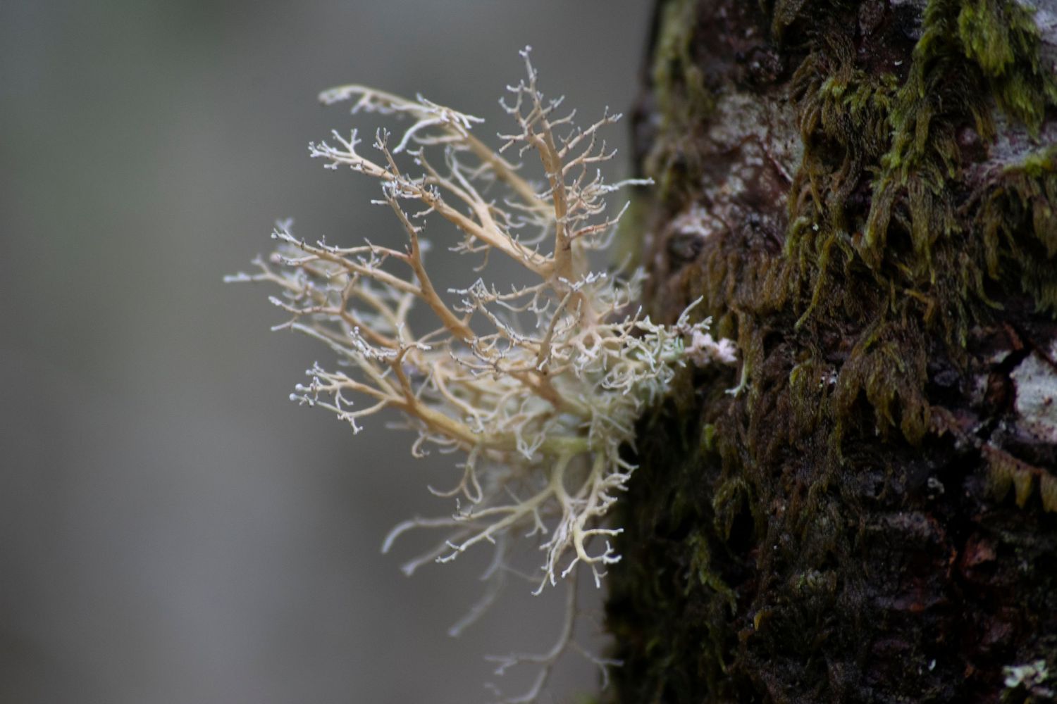 A closeup of a delicately perched lichen on a tree in Mount Rainier National Park.