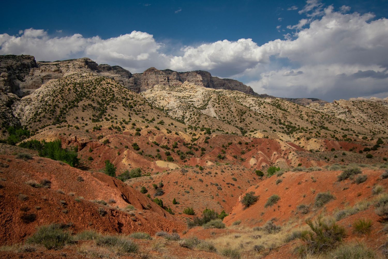 Rolling scrubby bright red hills with whiter sandstone hills and cliffs behind them on a nice summer day in Dinosaur National Monument.
