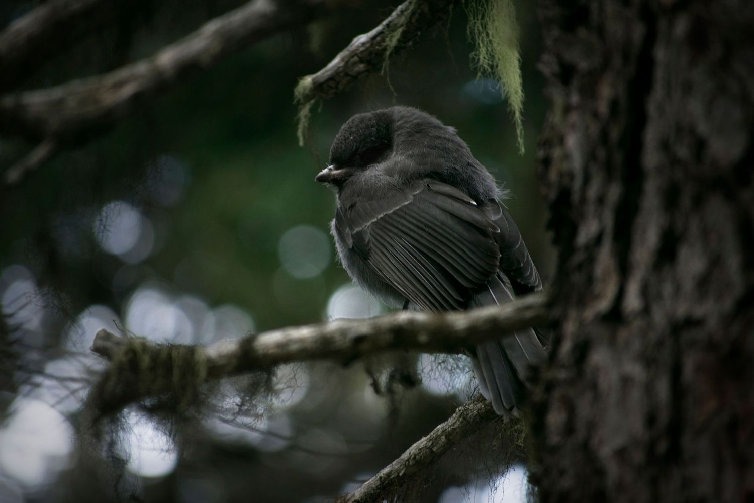 A juvenile grey jay sits on a branch of a tree that also hosts various lichens, in Mount Rainier National Park.