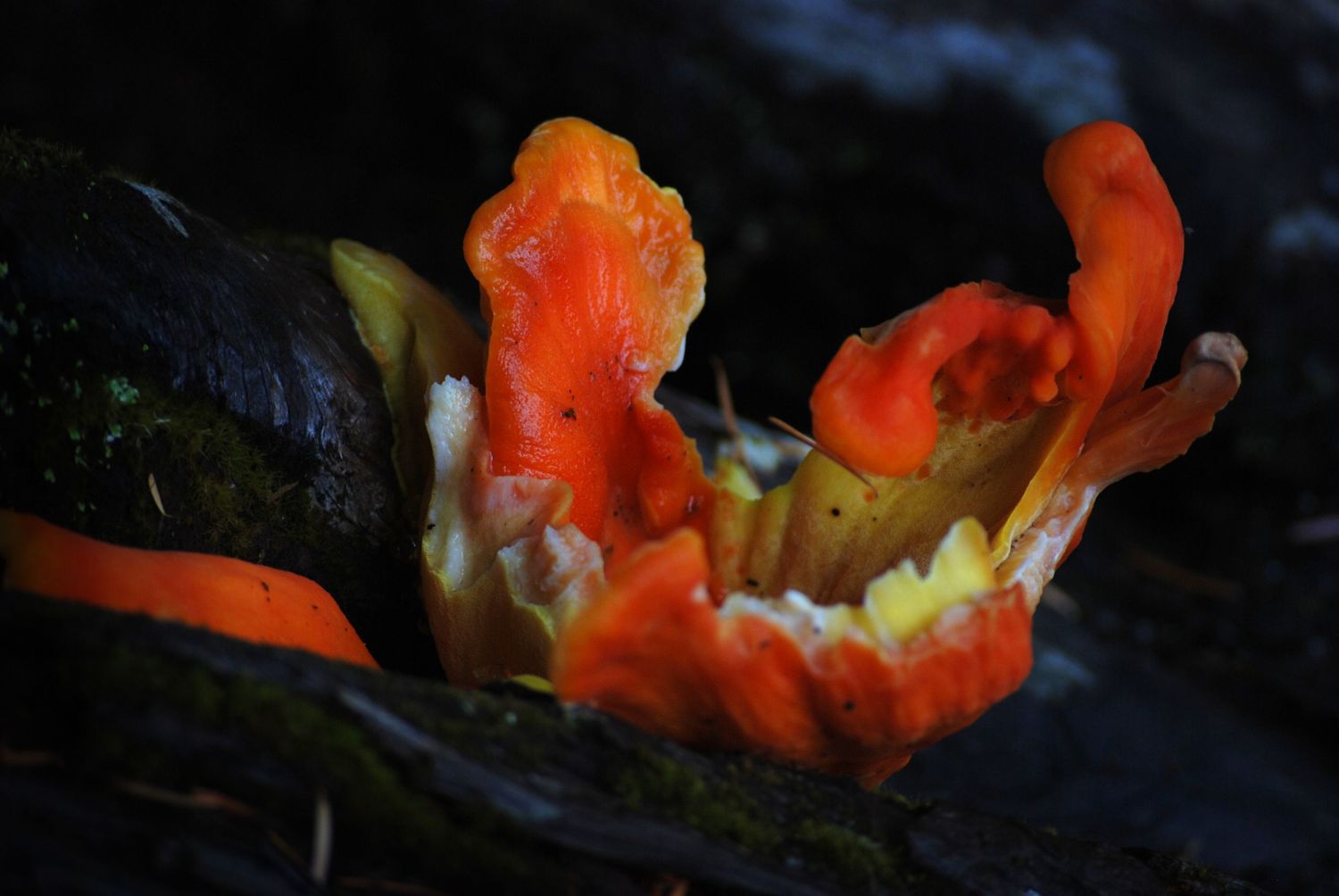 A colorful bright orange and yellow fruiting body of a mushroom in Mount Rainier National Park.