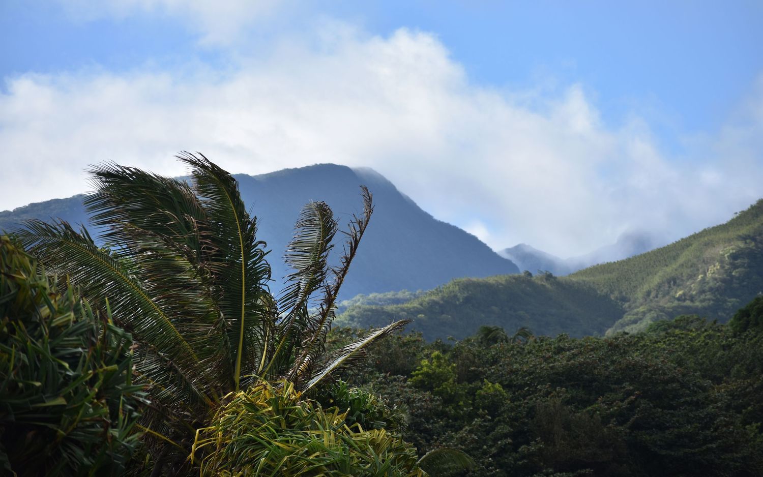 A palm tree moves in the wind in front of a view of a mountain peak on Maui on a bright mostly sunny day.