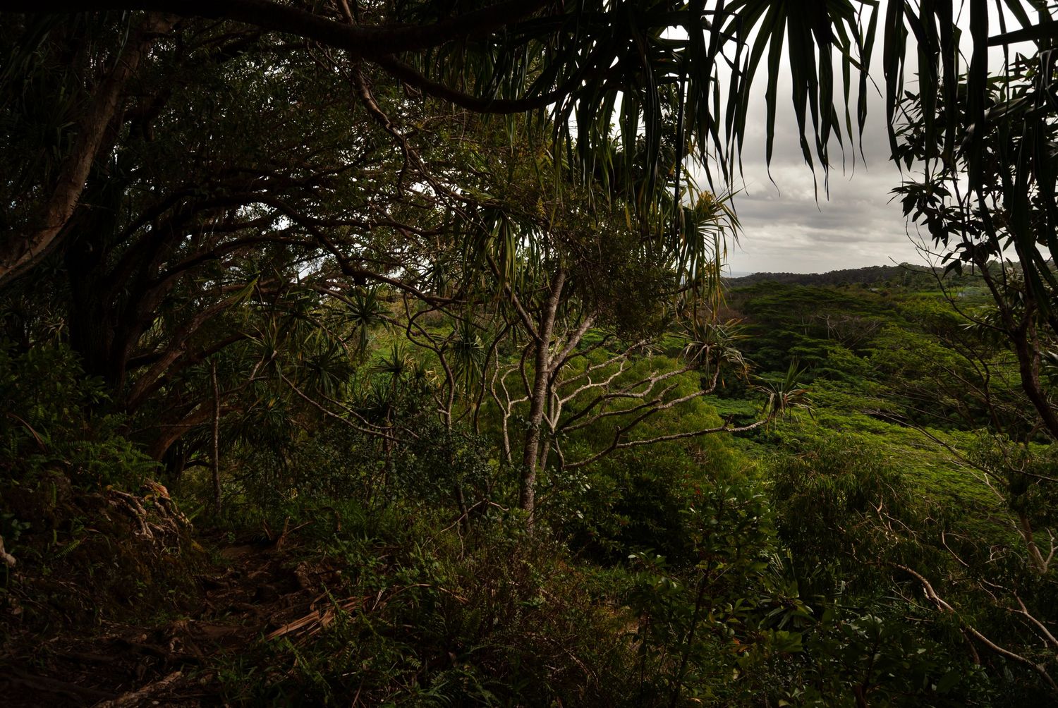 Deep in mixed rainforest on the island of Maui, the trees and foliage surround the view except for one patch of sky.