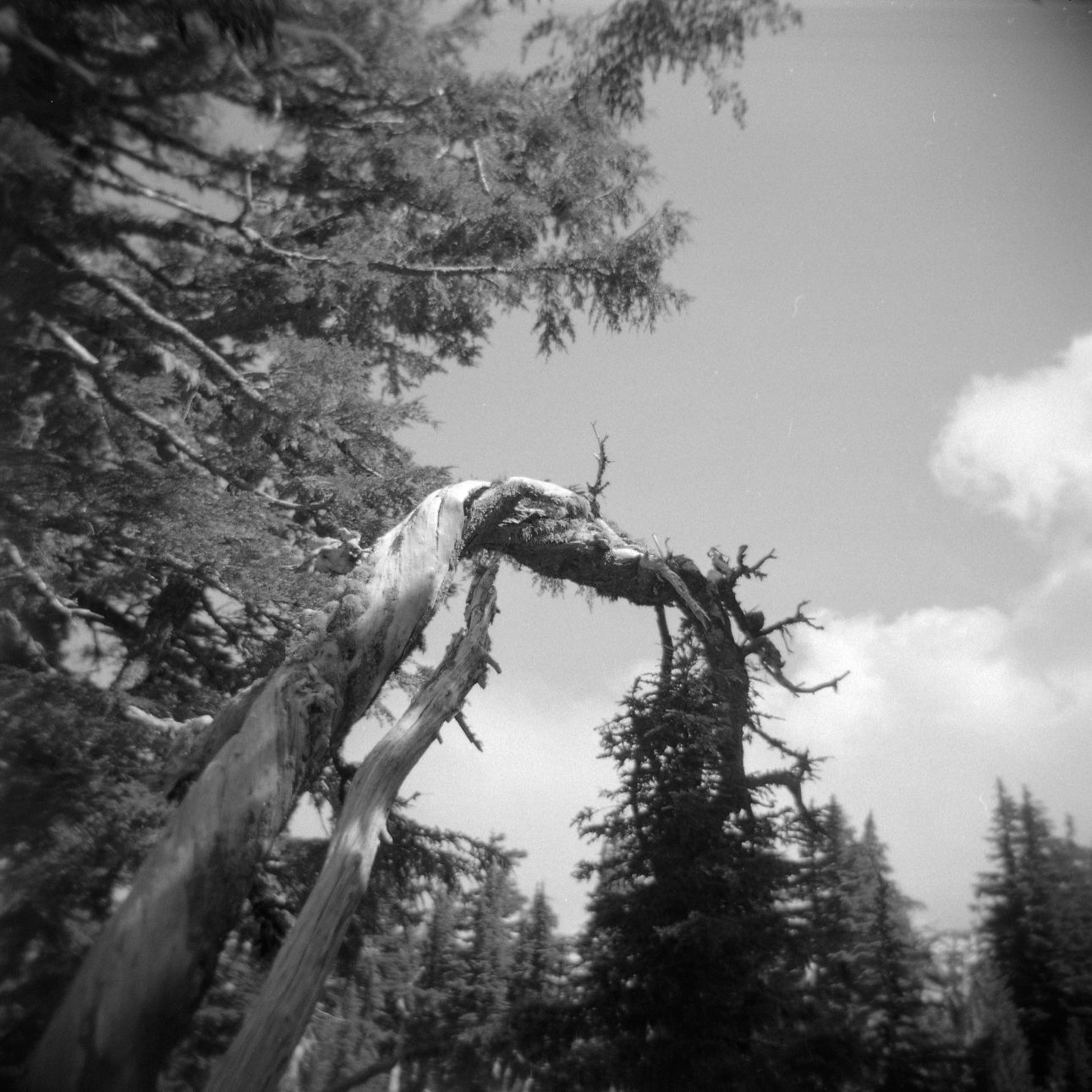 A black and white film Holga photograph of a twisted half alive snag tree on the Pacific Crest Trail with clouds in the background.