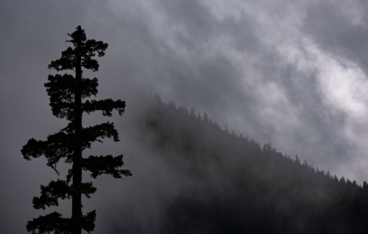 A tall fir tree stands in the mist with a forested hillside angling up into the clouds in the background, in Mount Rainier National Park.
