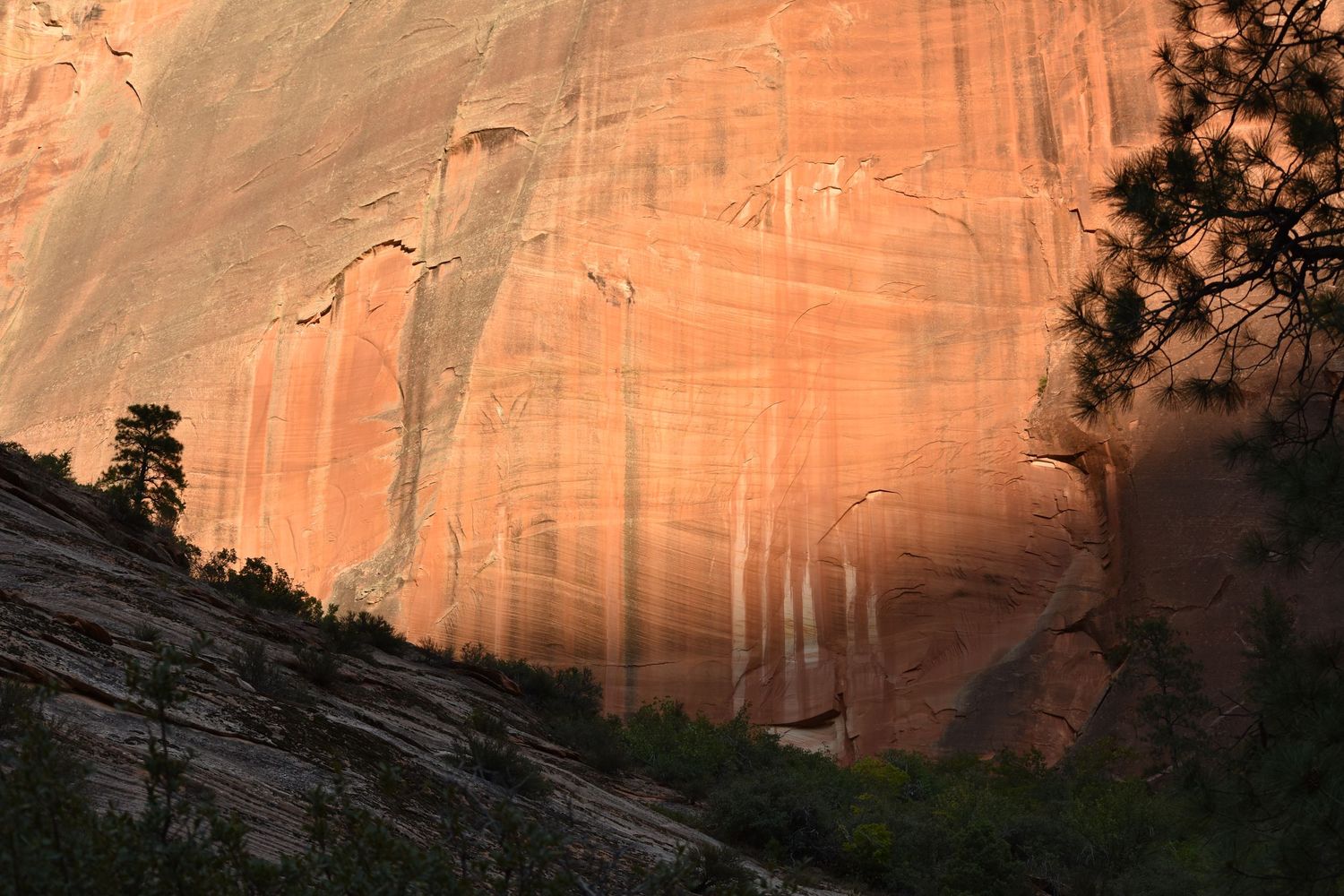 Sunlight on warm sandstone streaked with water erosion and desert varnish, with the silhouettes of plants and slopes on either side.