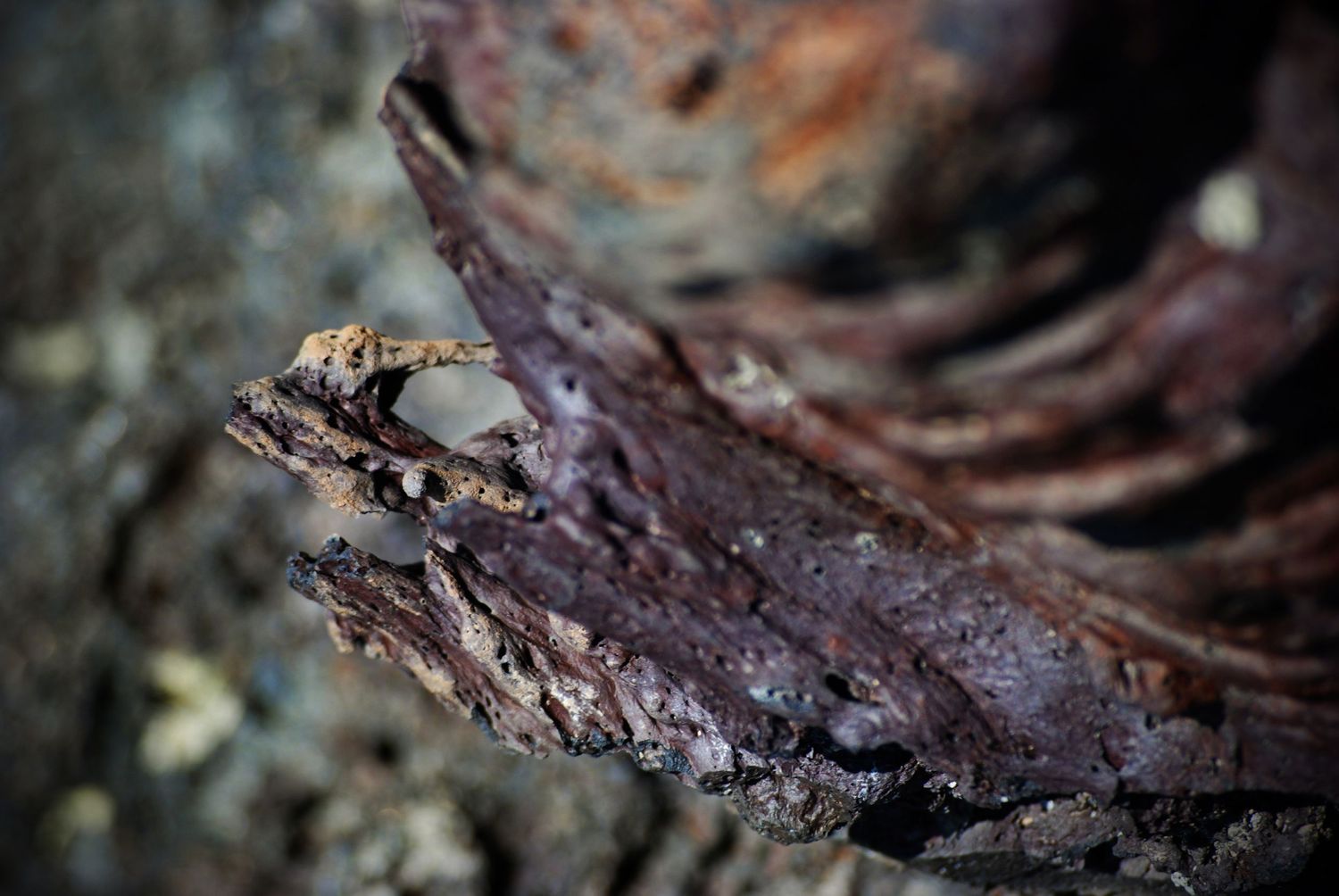A close-up photo of a twisting red piece of igneous volcanic rock formed from a lava flow.