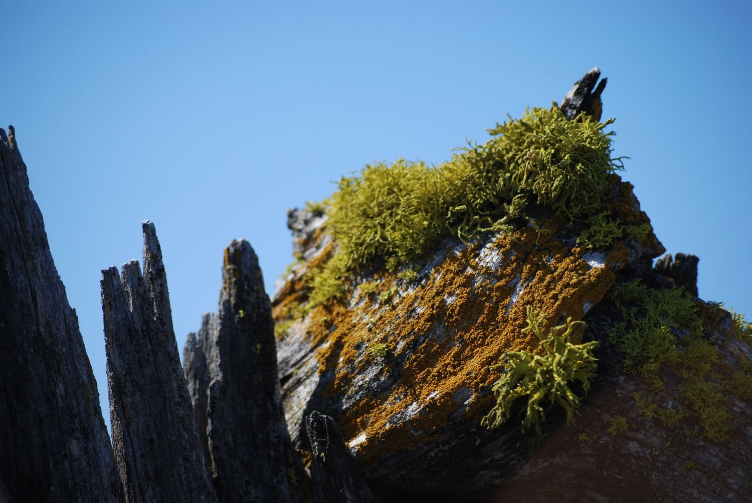 A close-up photo of a dead snag with multiple types of lichen growing on top, in front of a blue sky.