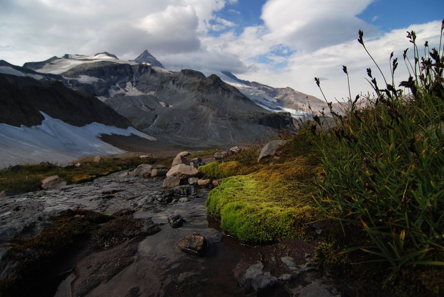 A varied landscape of a bank of moss with grass atop it, a snow-wreathed stream, and the huge glaciated rocky flanks of Mount Rainier.