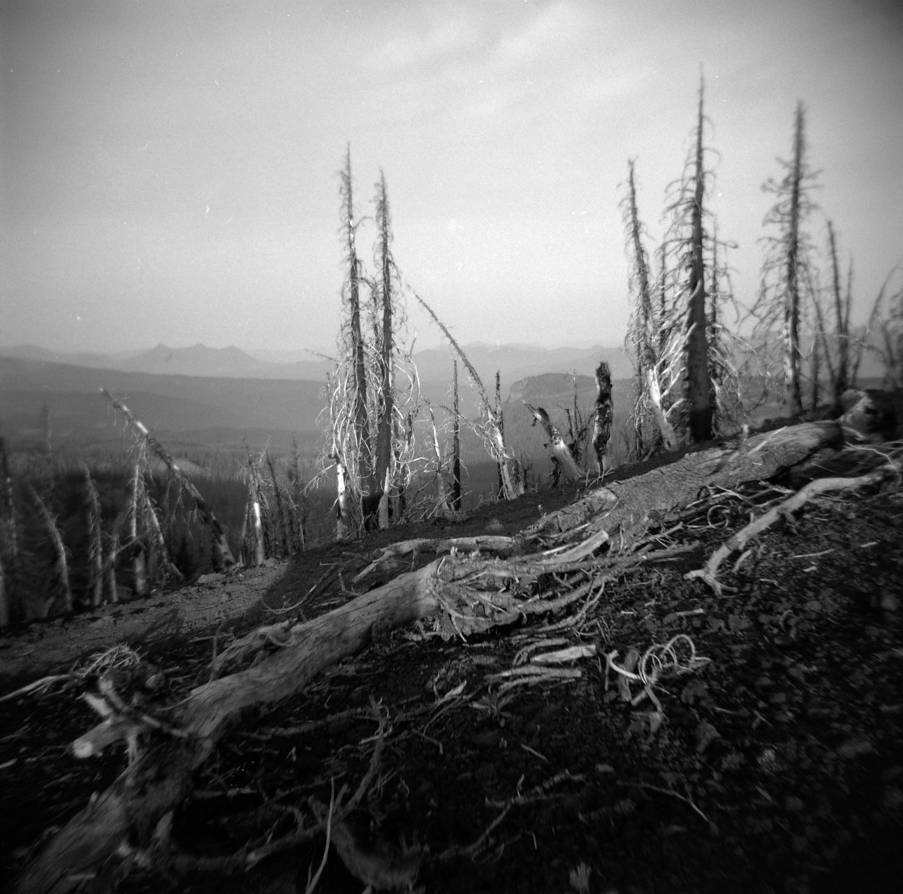 A black and white film Holga photograph of a burn on the Pacific Crest Trail in Oregon.
