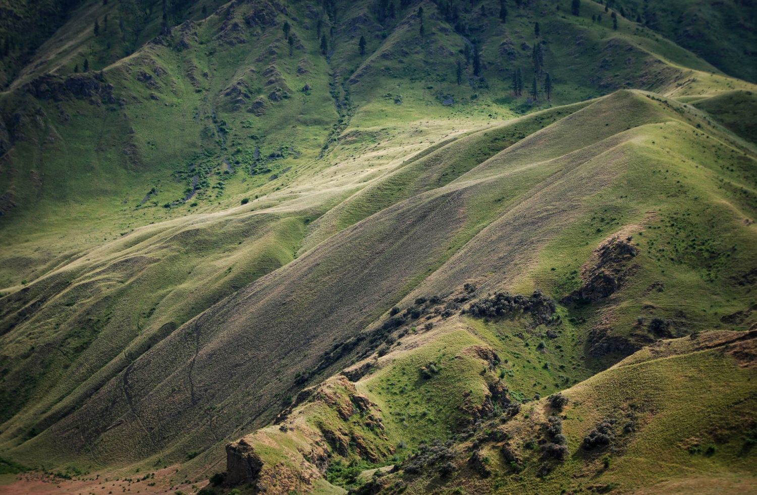A telephoto shot of softly curved erosional hills carpeted with short grasses in Hells Canyon.