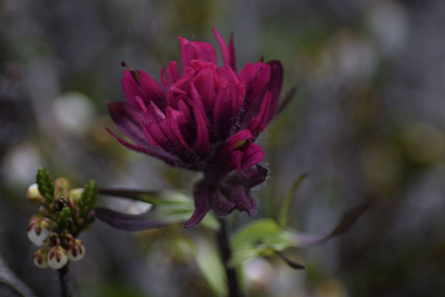 A close-up of a deep Magenta Indian Paintbrush flower with an out of focus background, in Mount Rainier National Park.