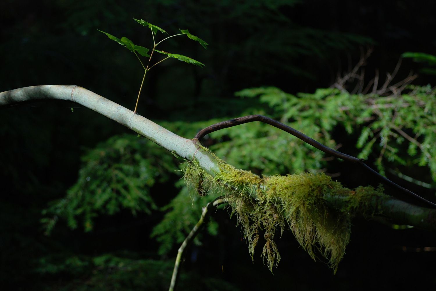 A dark closeup of a branch with moss and another plant growing on it in front of the bough of a cedar tree in Mount Rainier National Park.