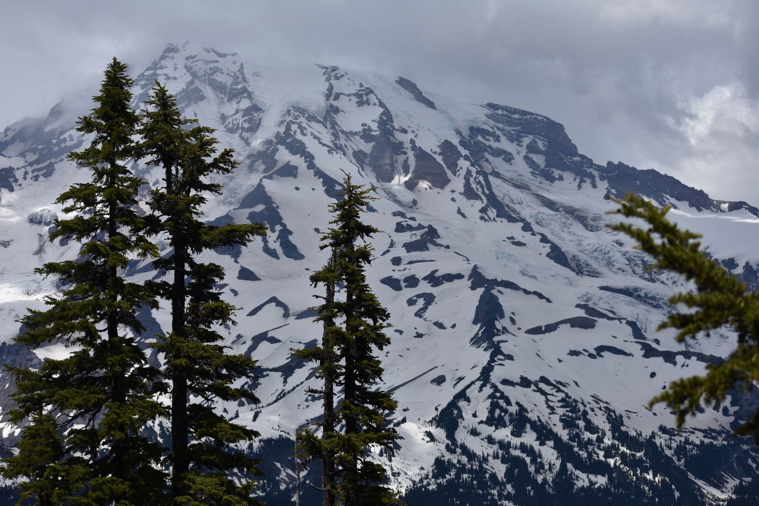 A telephoto view of Mount Rainier from the south in the early season, with bending trees in the foreground.
