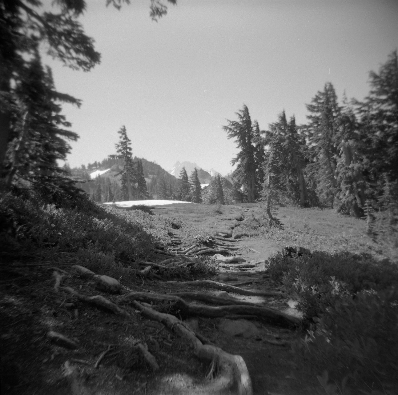 A black and white film Holga photograph of the trail with roots near Mt Jefferson on the Pacific Crest Trail in Oregon.