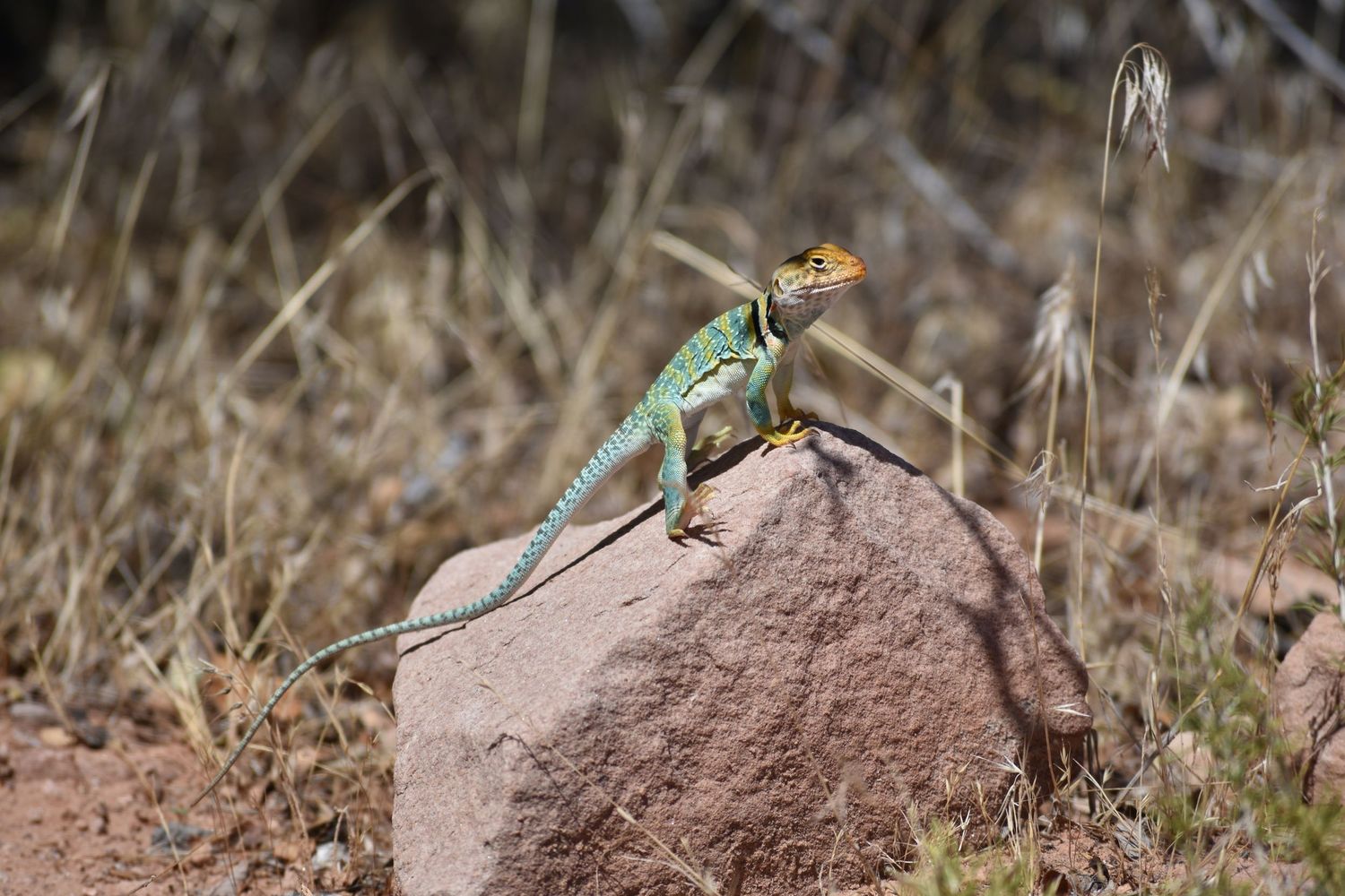 A collared lizard stands on a rock with dry grass in the background in Colorado National Monument. The lizard is green with an orange face.