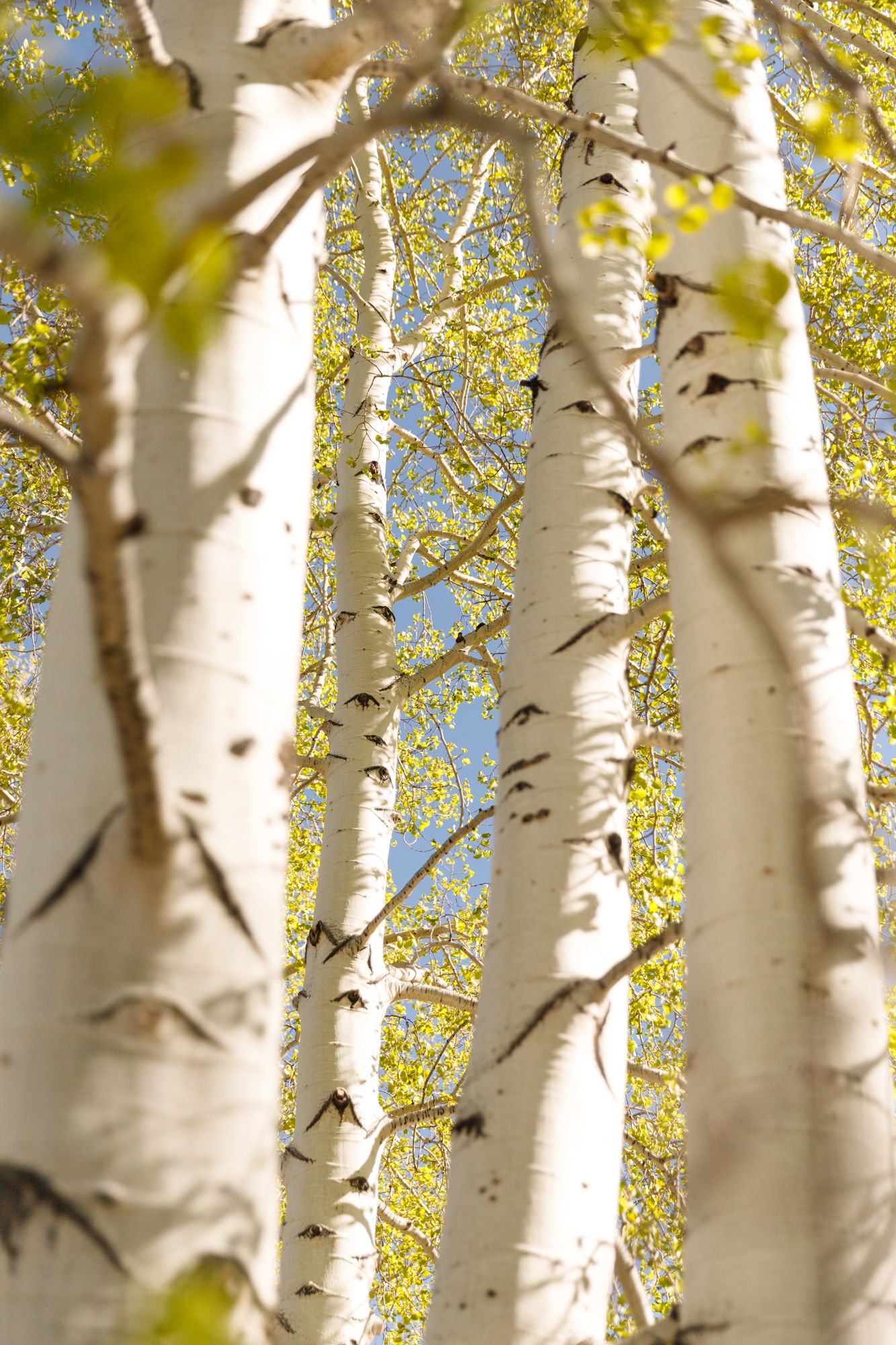 White birch tree trunks with bright green spring leaves against a blue sky in a serene forest grove.