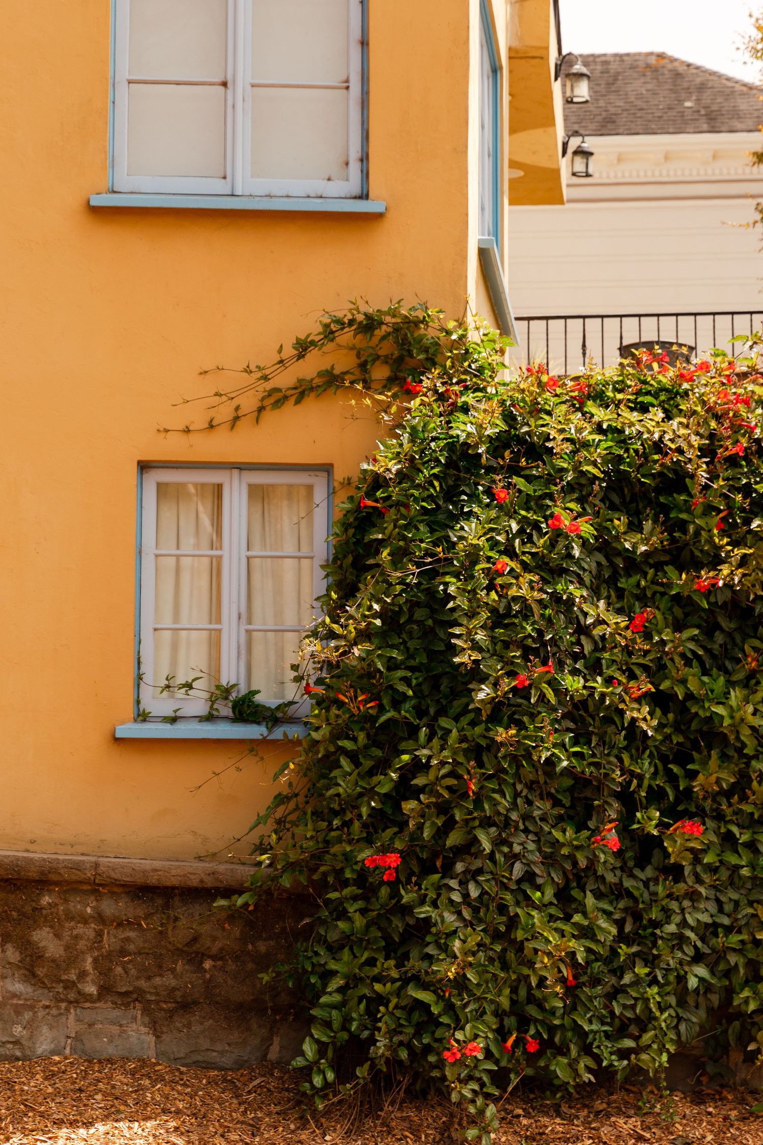 Yellow building facade with blue-framed windows and lush green shrub with red flowers climbing the wall.