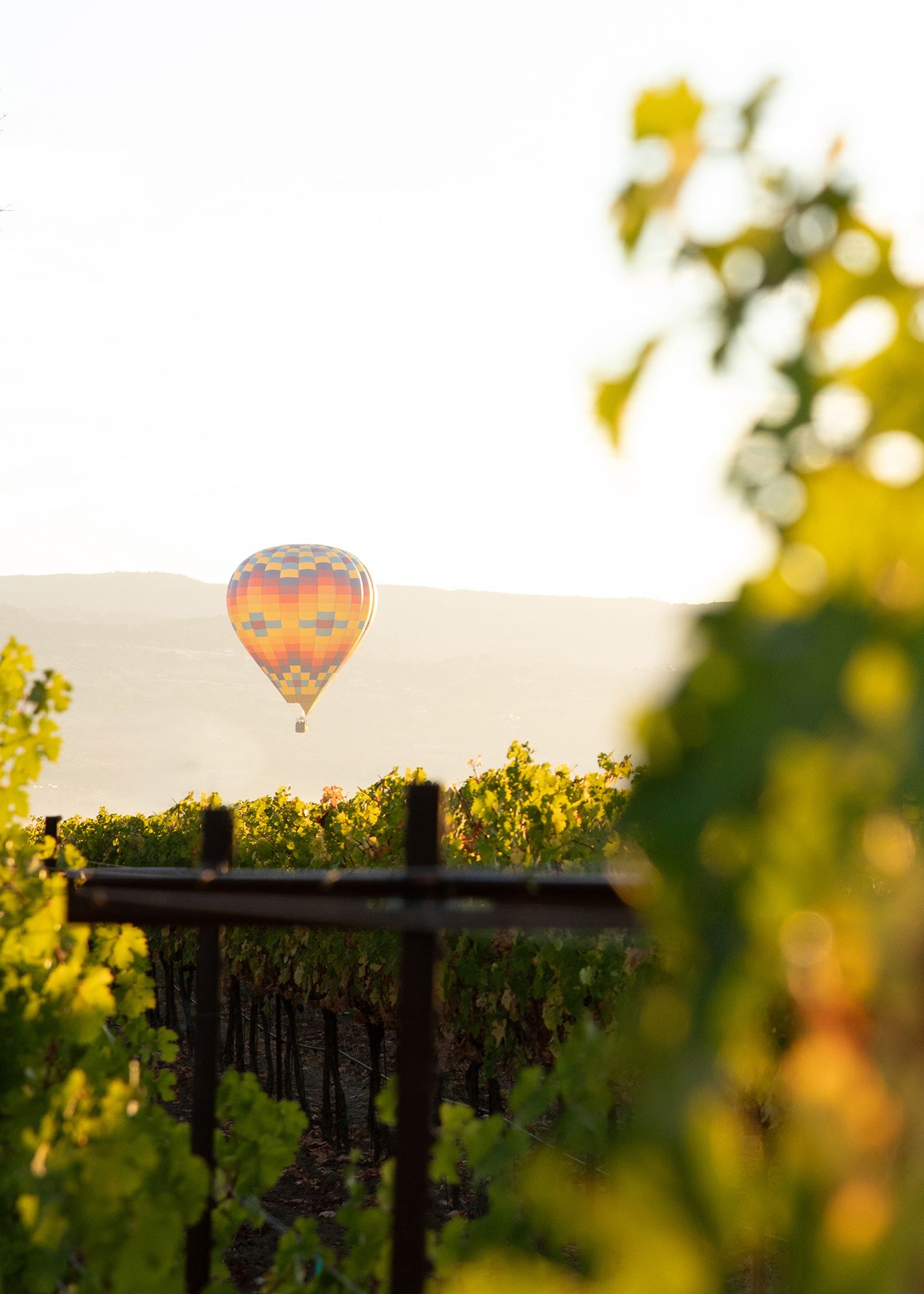Colorful hot air balloon floating over lush vineyard rows at golden hour with misty hills in the background.
