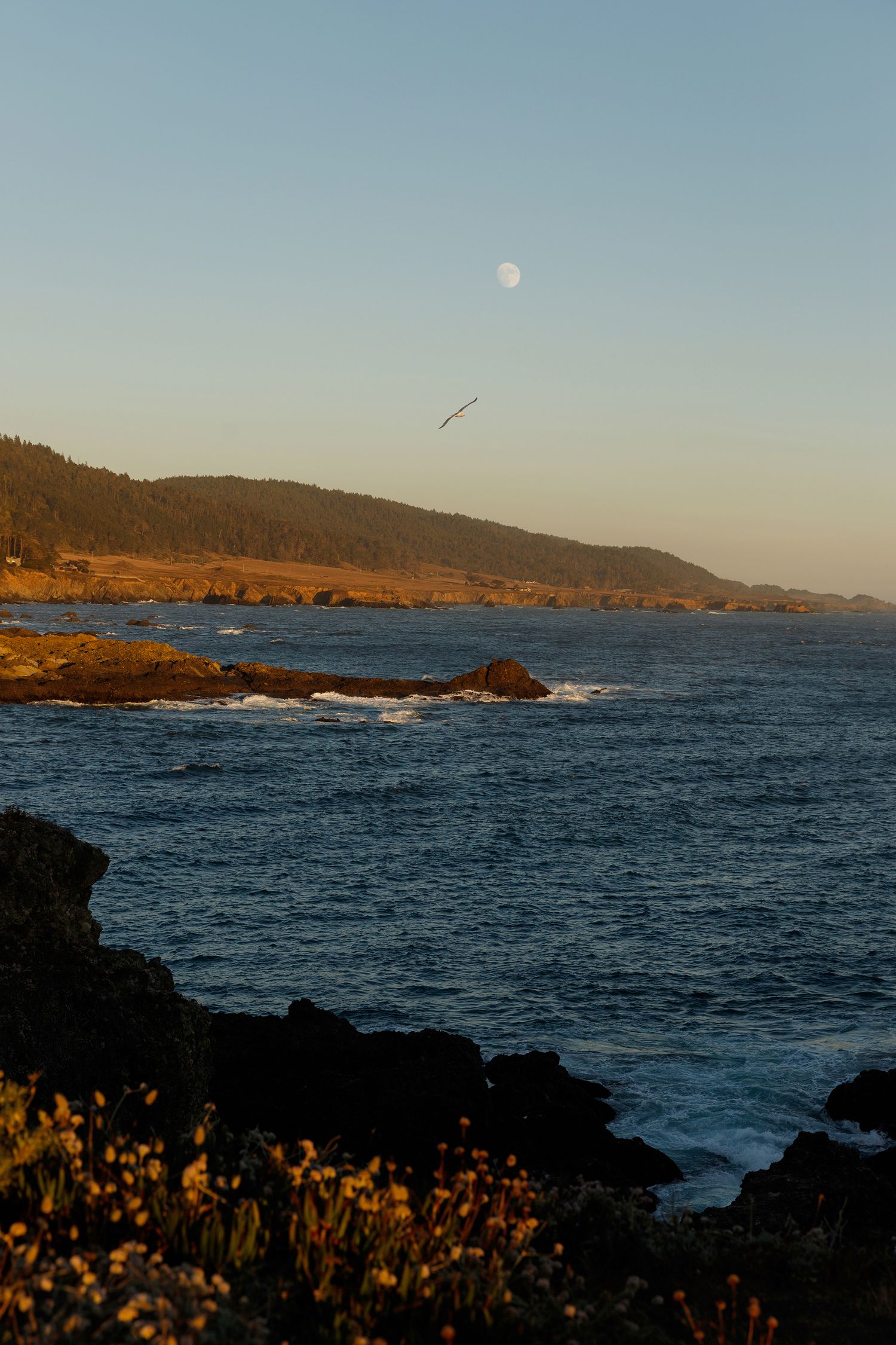 Rocky coastline at golden hour with moon visible in clear sky, bird in flight over calm ocean waters.