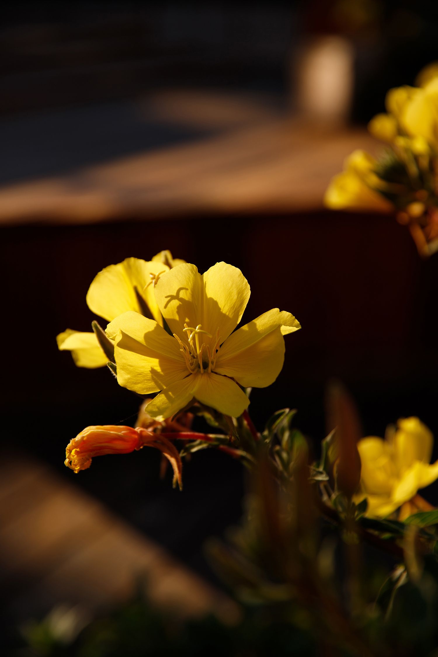 Close-up of vibrant yellow evening primrose flowers blooming in warm sunlight against a dark background.