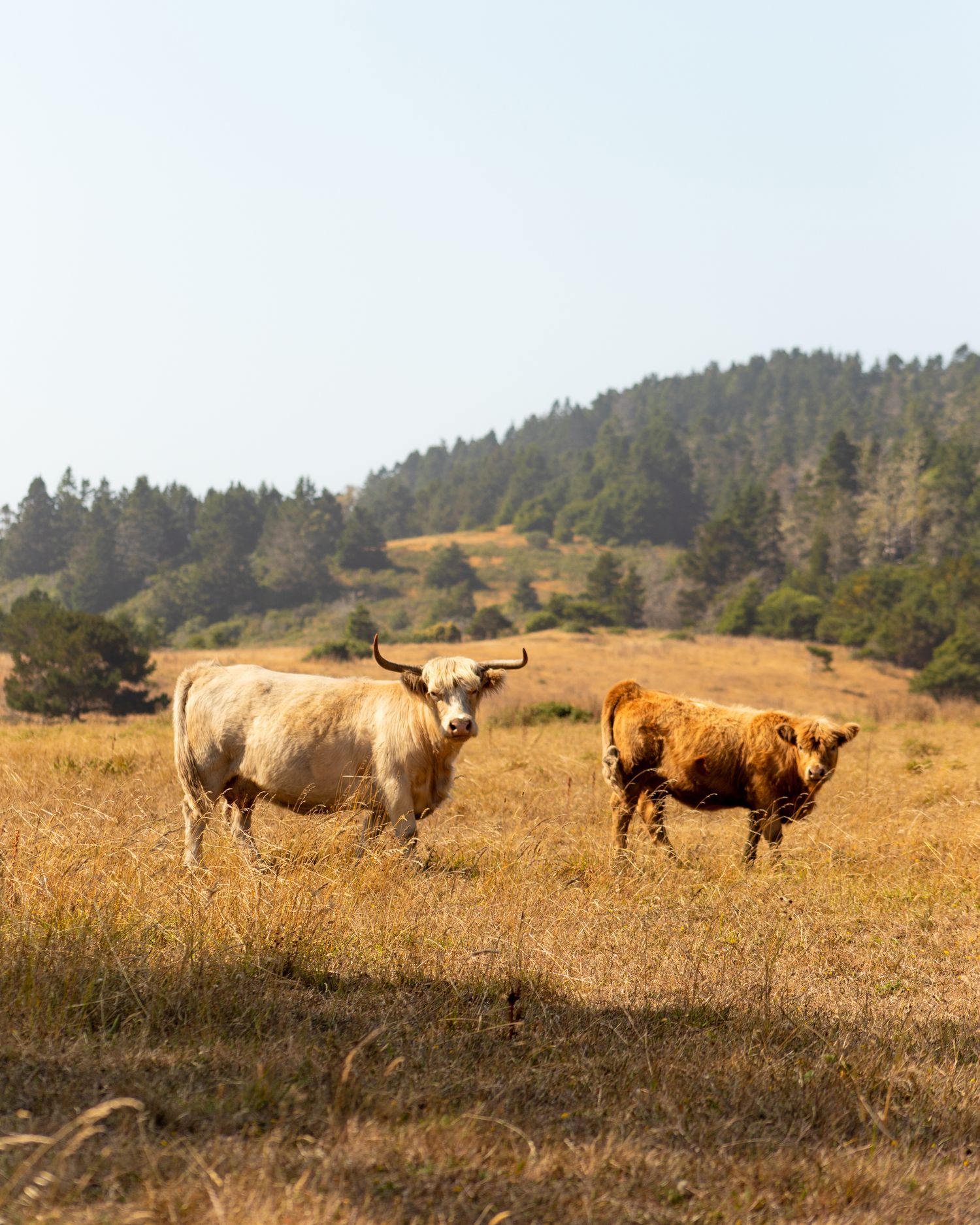 Two Highland cattle standing in golden grassland. Image by travel photographer based in Colorado. Colorado landscape photography.