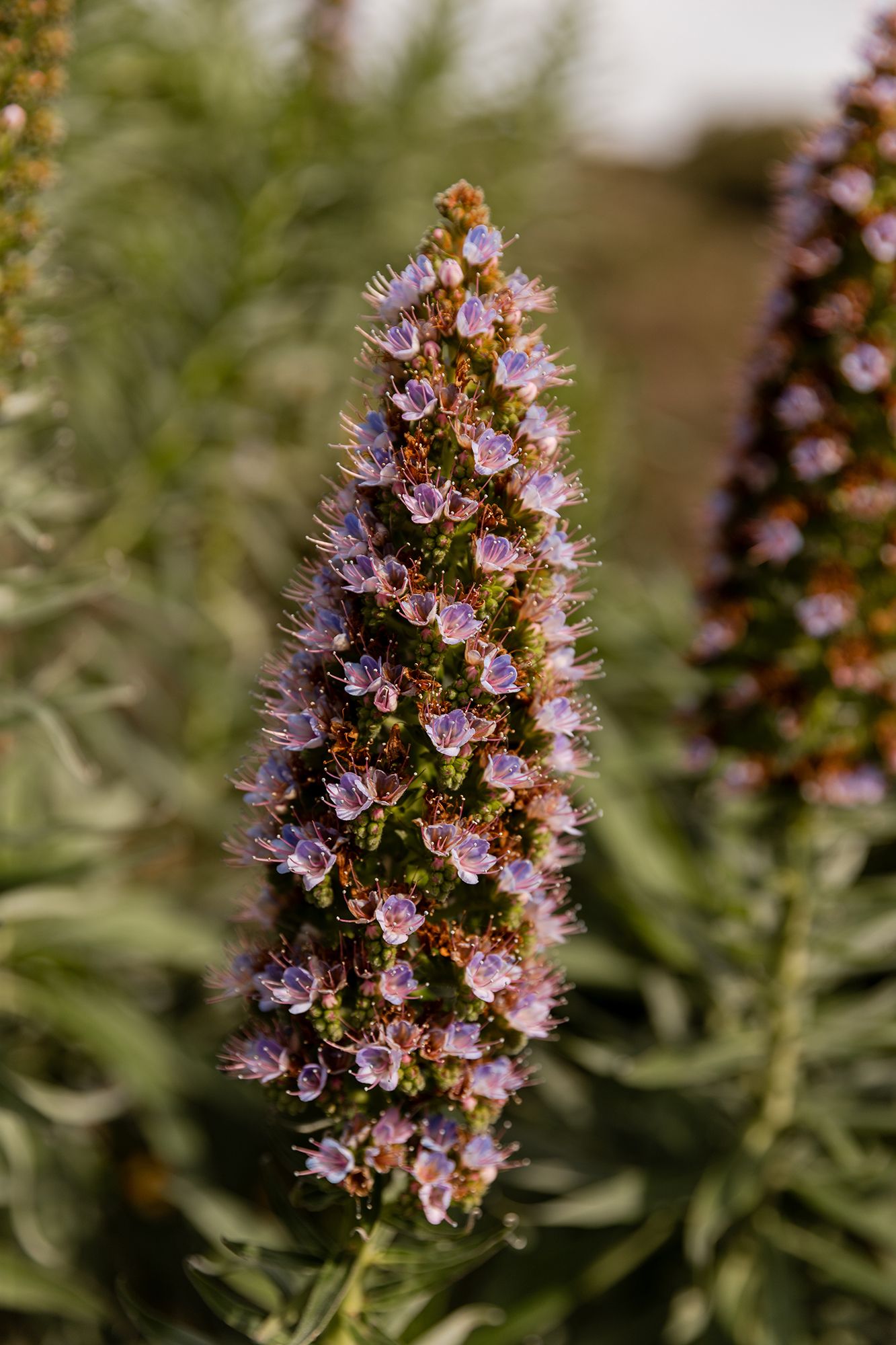 Close-up of a tall purple Echium wildpretii flower spike blooming in a lush green garden.