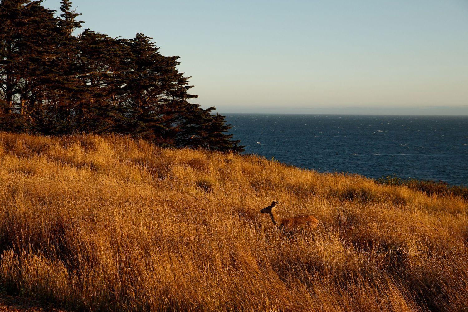 A deer grazes in golden coastal grassland with cypress trees and blue ocean horizon in warm sunset light.