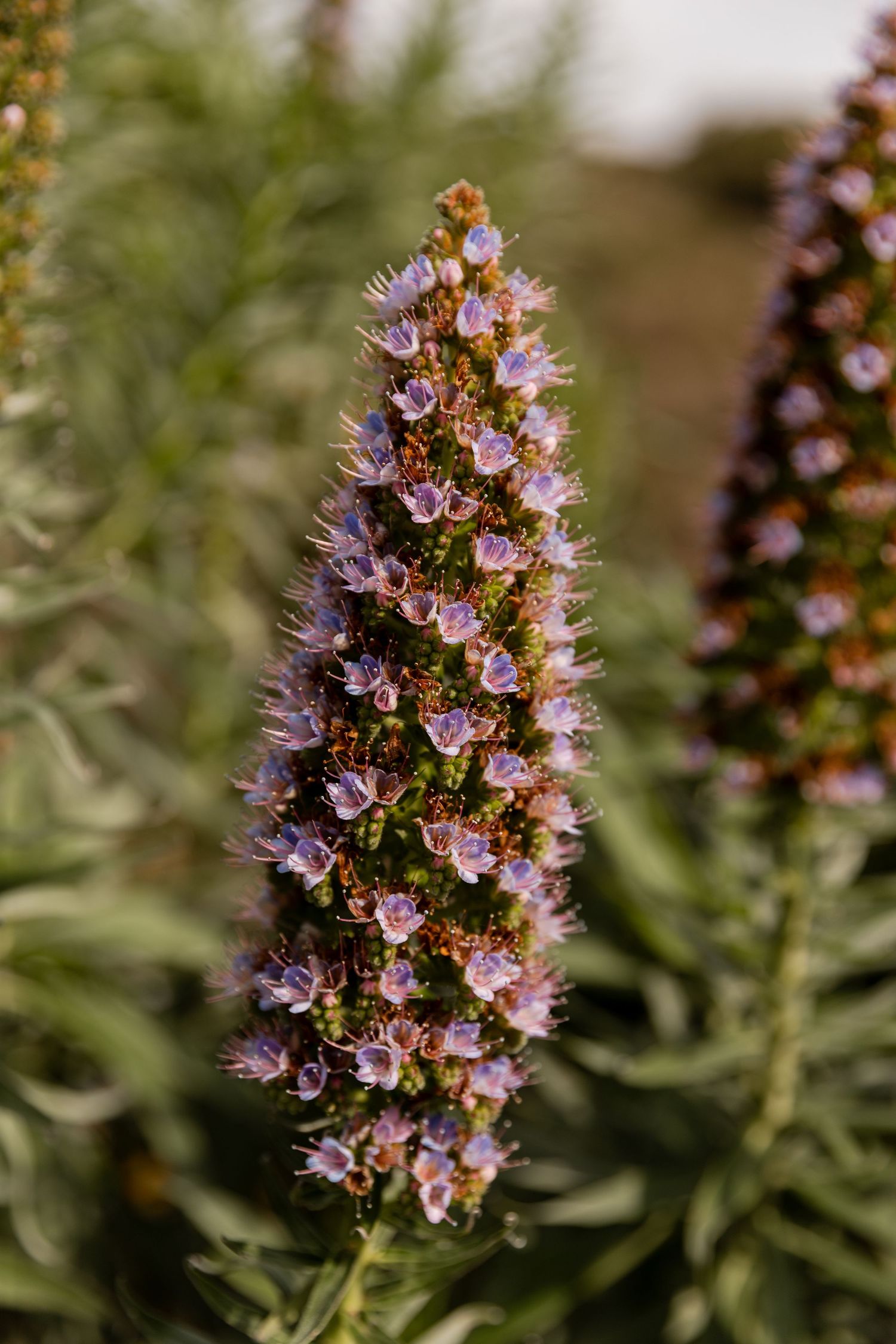 Close-up of purple echium flower spikes blooming in a garden setting a popular flower in California.