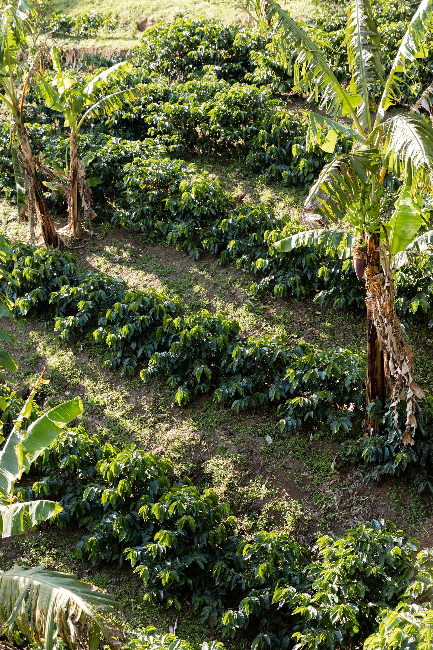Editorial storytelling image of rows of coffee plants growing on a hillside among banana trees.