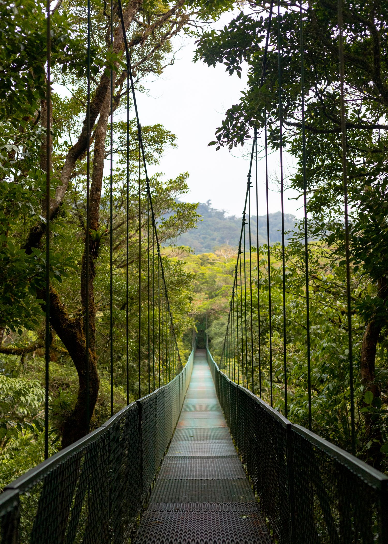 A scenic canopy walkway bridge stretches through lush tropical rainforest with tall trees and green foliage.