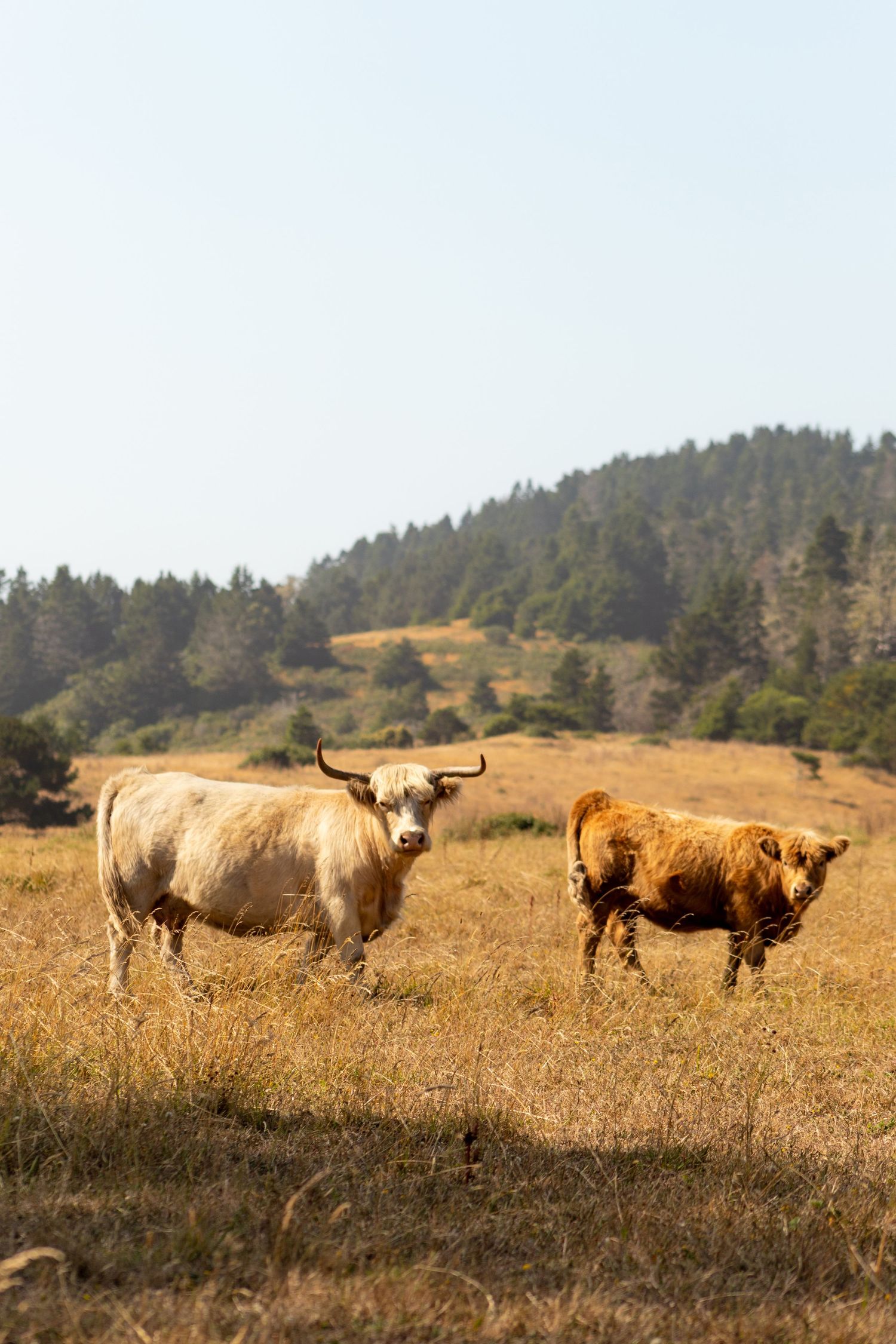 Highland cattle with long horns graze together on a golden hillside with evergreen trees in the background.