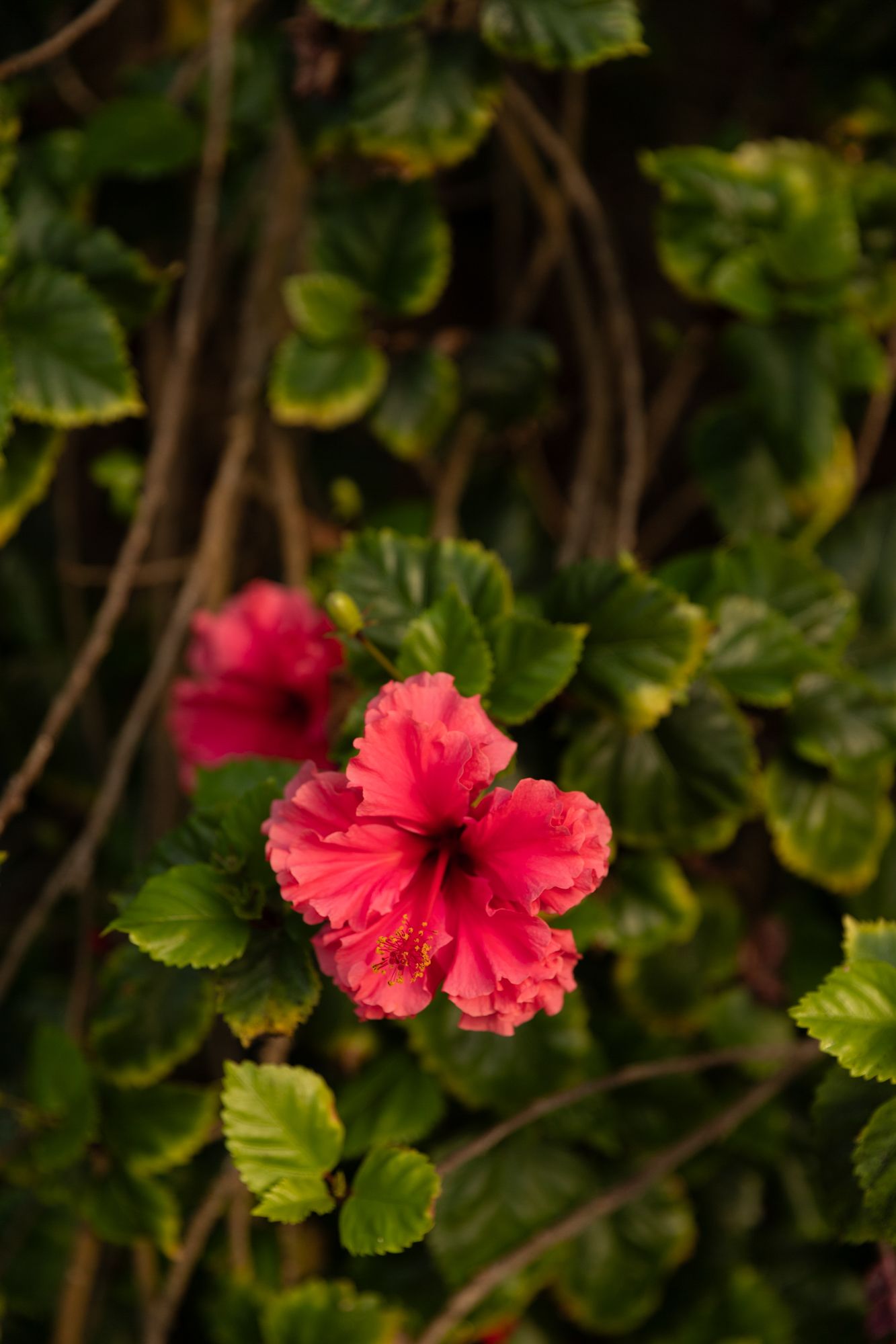 Editorial Travel Photography of a Vibrant red hibiscus flower blooming against dark green foliage.