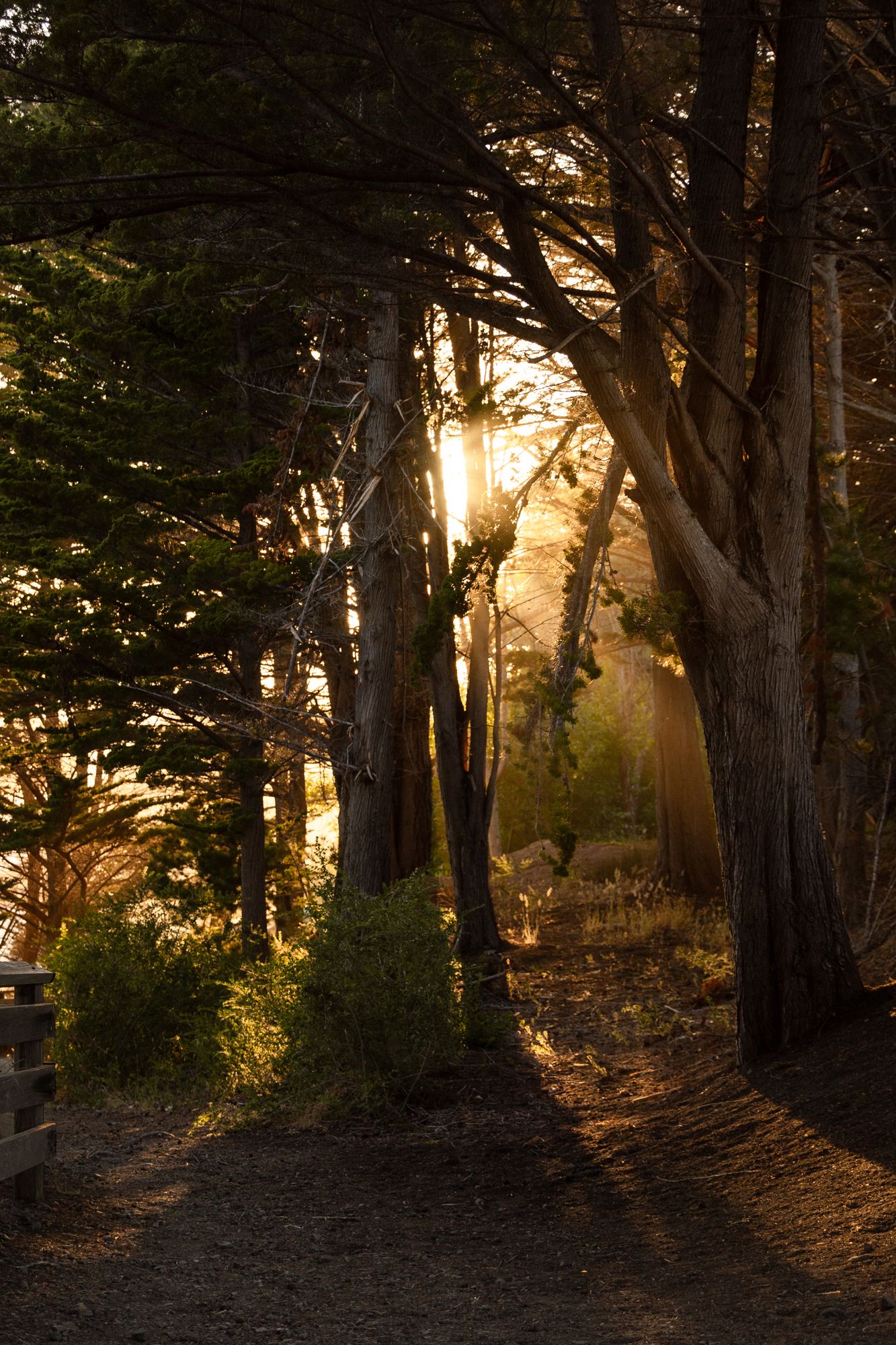 Beautiful landscape photography of sunlight streams through tall cypress trees. Travel and nature photographer in Colorado.