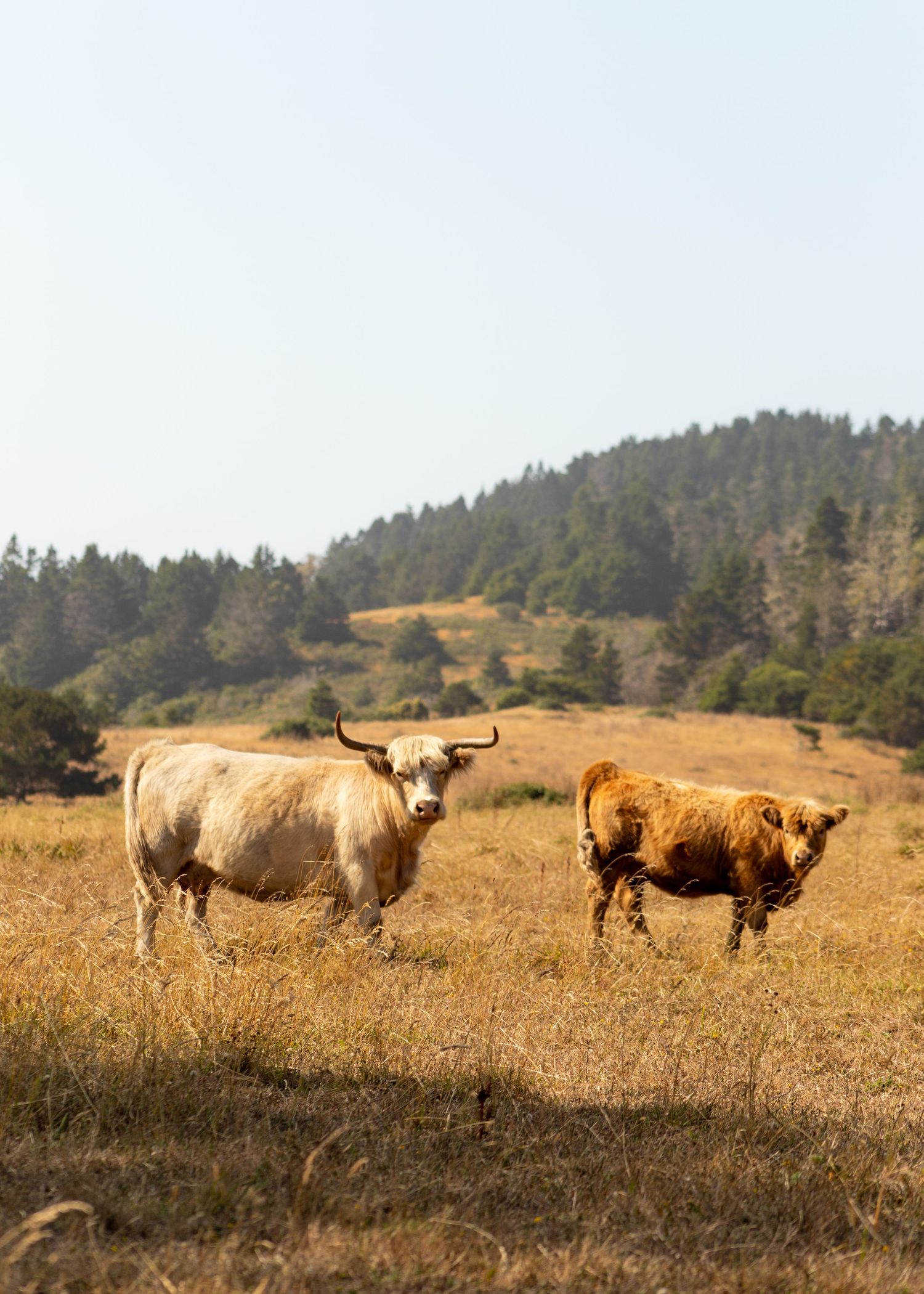 Two Highland cattle with long horns grazing in a dry grassland field with forested hills in the background.
