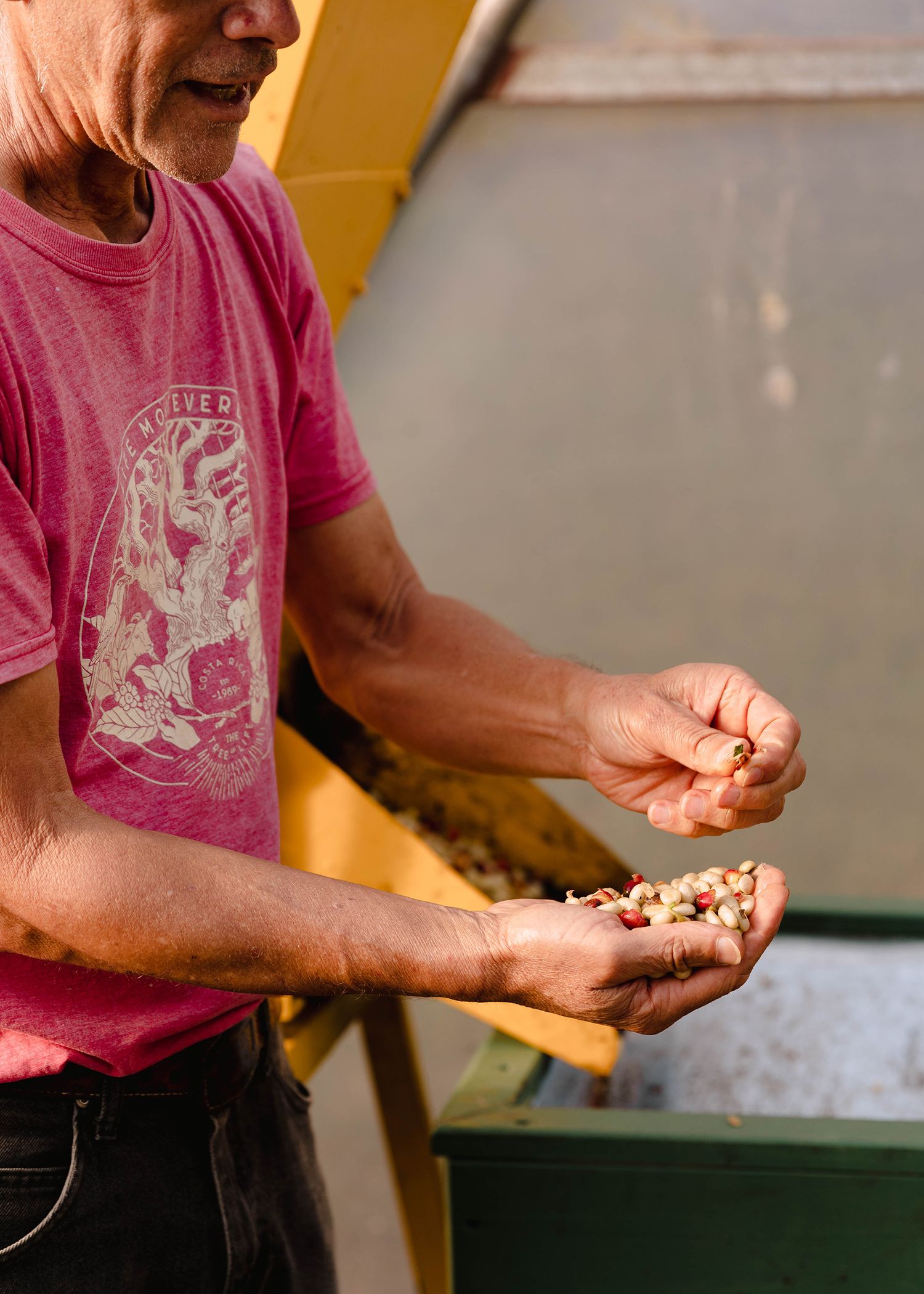 Documentary travel photography of hands sorting and examining coffee beans on a wooden surface.