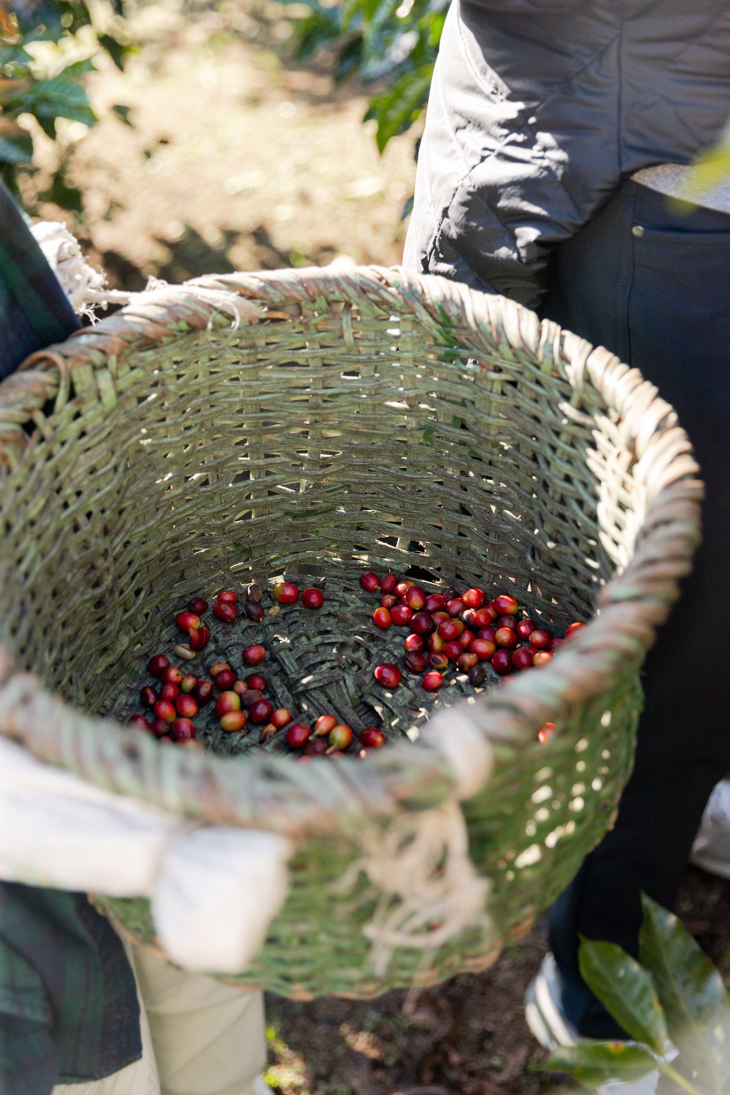 Woven basket filled with freshly harvested red coffee cherries during harvest season.