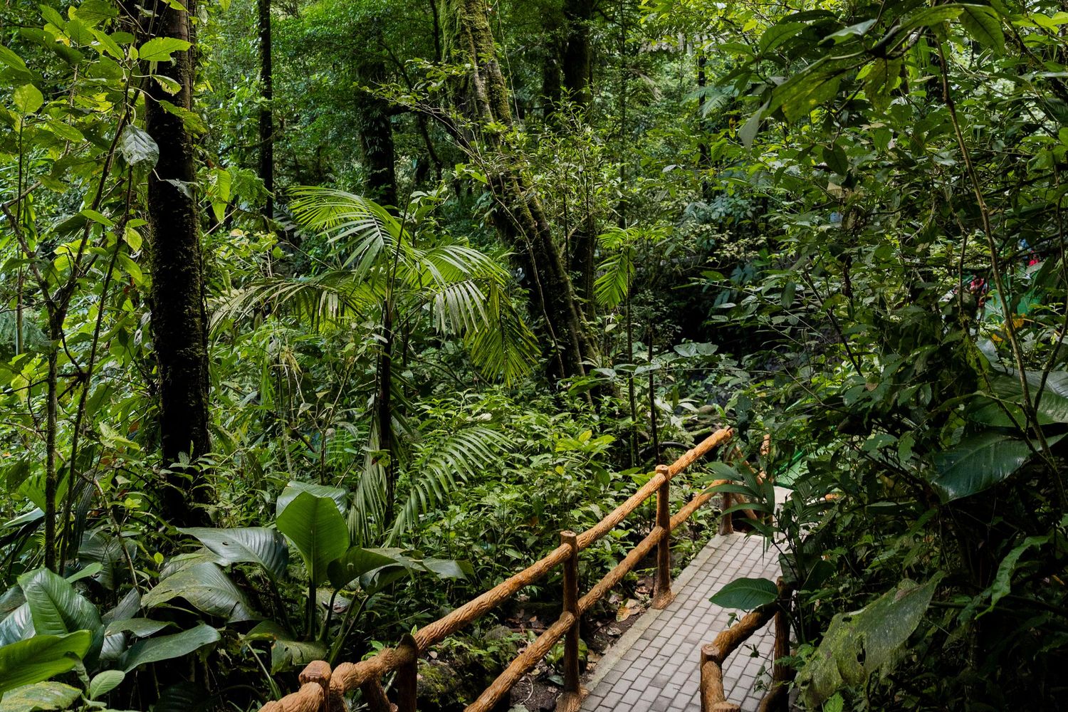 Wooden boardwalk trail winds through lush green forest with dense vegetation and tall trees.