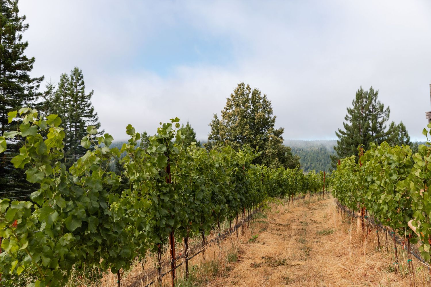 Rows of grapevines in a hillside vineyard. Travel photography by Adrian Kahn. Editorial photographer for travel magazines.