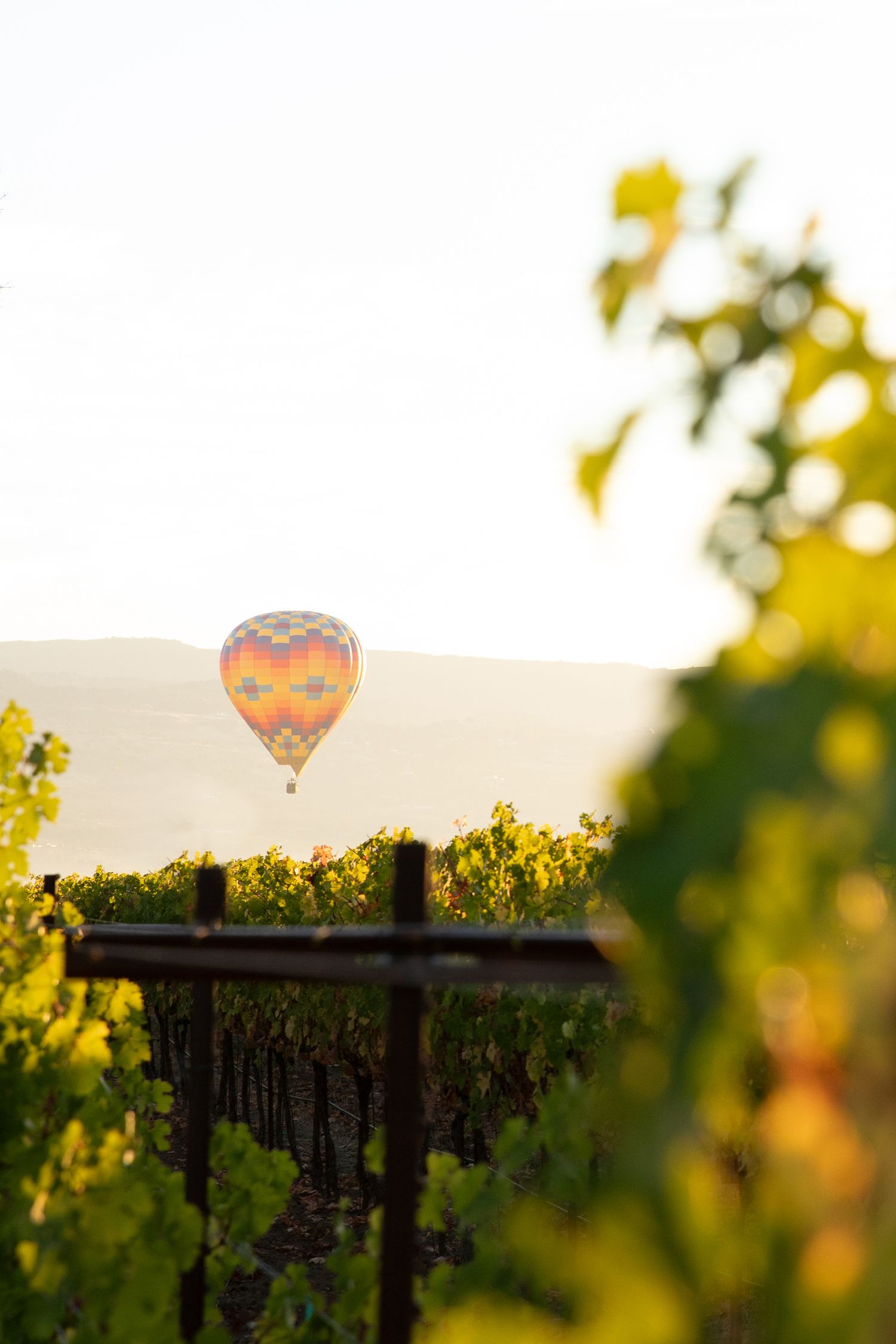 Hot air balloon floating over vineyard at sunset with golden light filtering through grape vines.