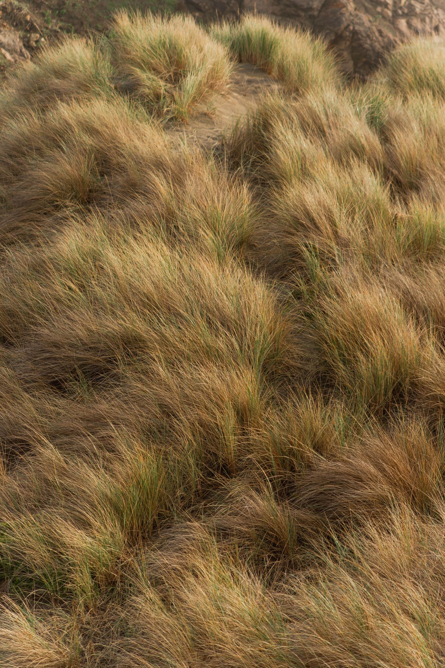 Close-up view of golden brown tussock grass swaying in the wind on a hillside. Editorial travel photography of the pacific coast.